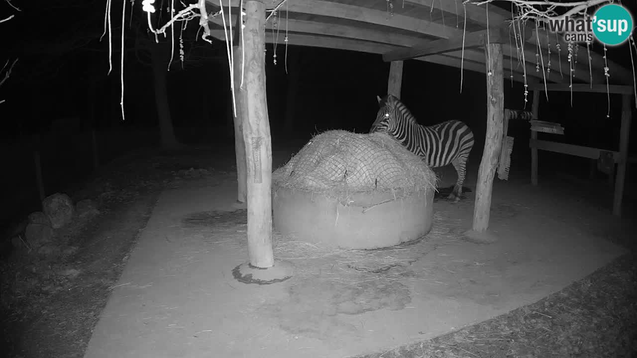 Live webcam Les zèbres in Ljubljana ZOO – Slovénie