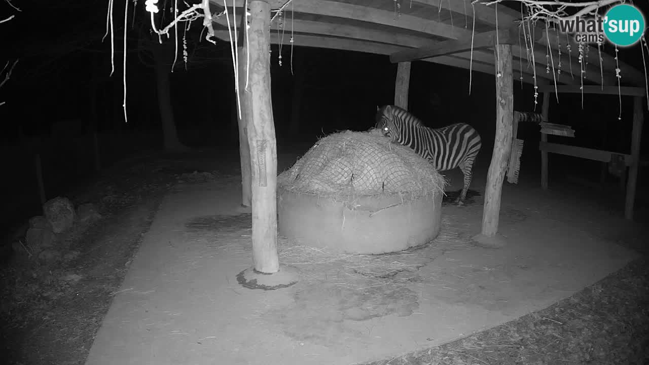 Live webcam Zebras in Ljubljana ZOO – Slovenia