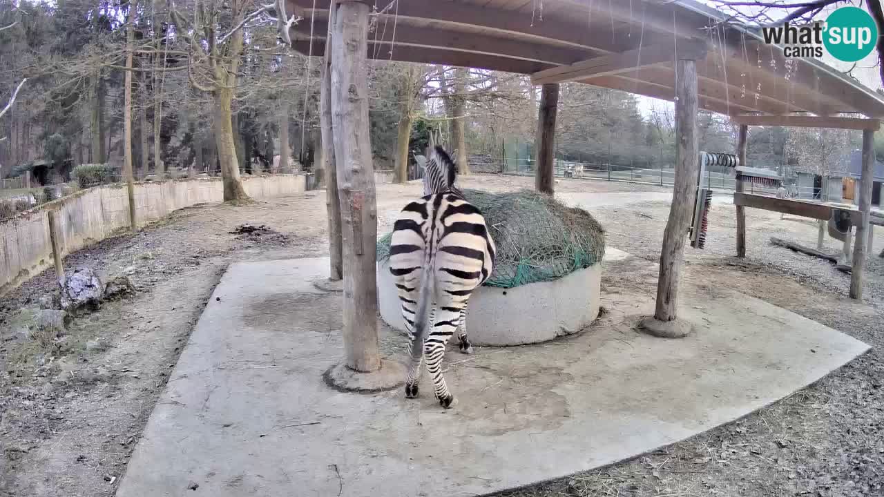 Le Zebre nello ZOO di Ljubljana – Slovenia Live webcam