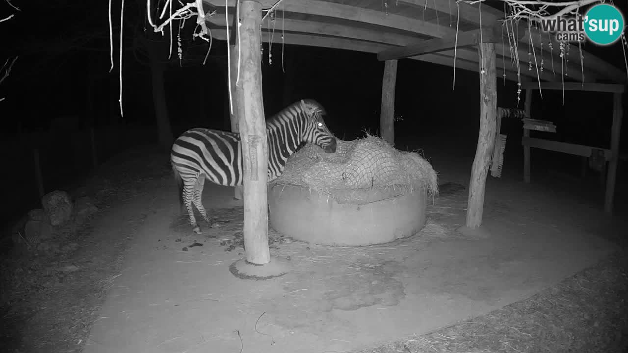 Live webcam Les zèbres in Ljubljana ZOO – Slovénie