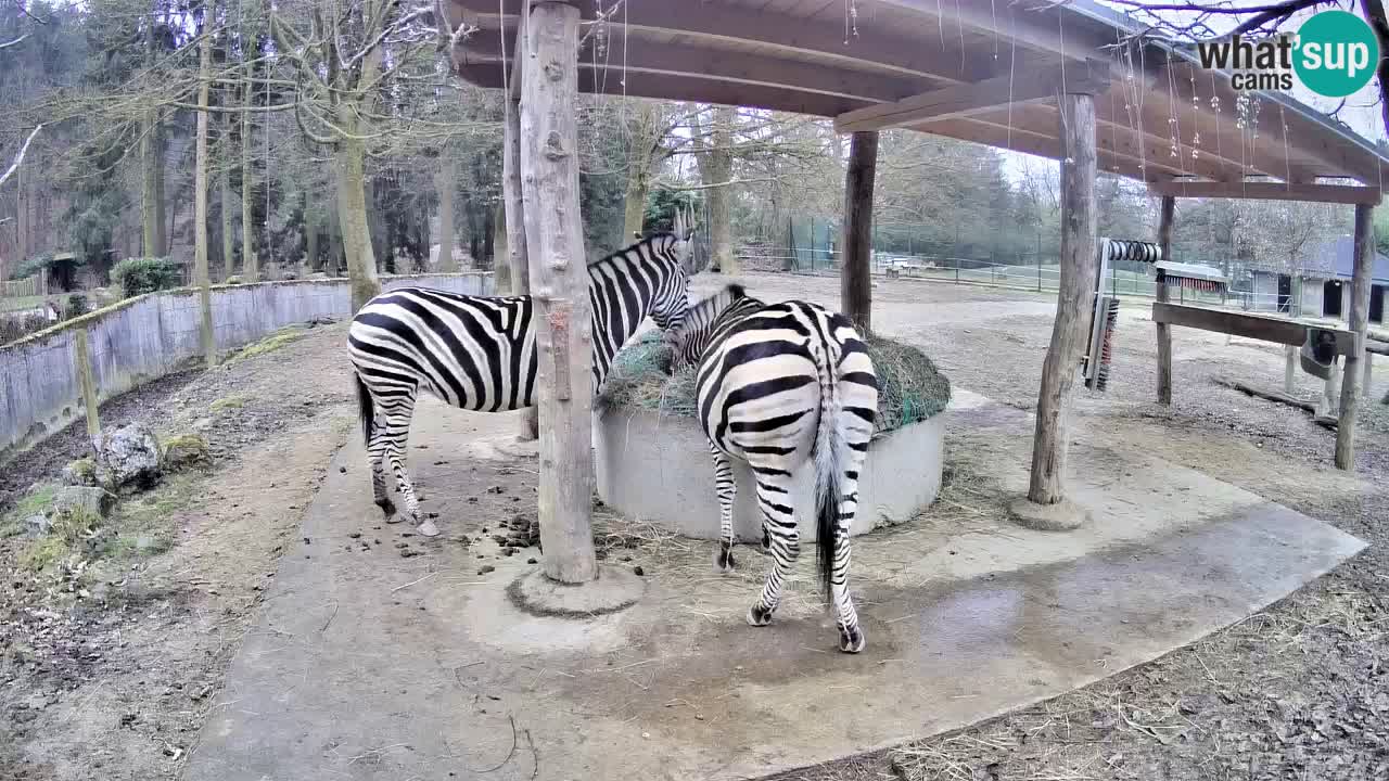 Live webcam Zebras in Ljubljana ZOO – Slovenia