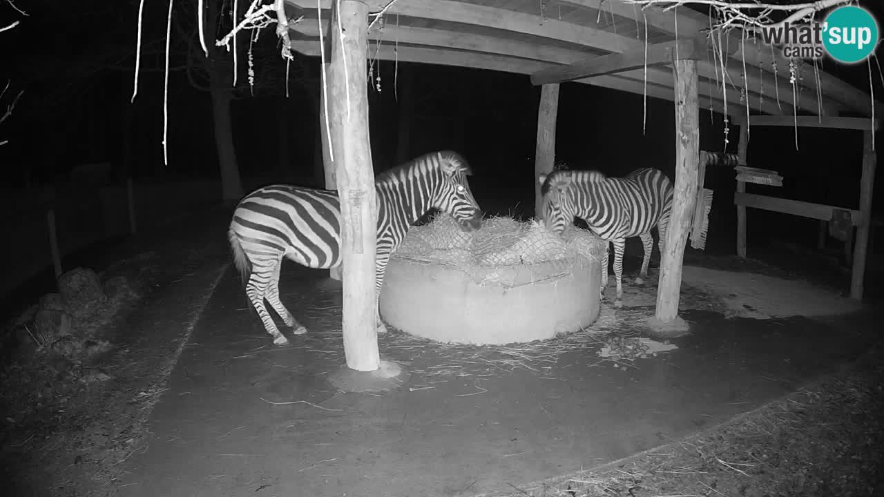 Le Zebre nello ZOO di Ljubljana – Slovenia Live webcam