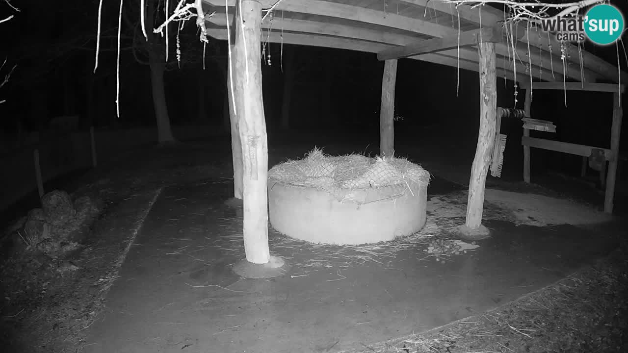 Le Zebre nello ZOO di Ljubljana – Slovenia Live webcam