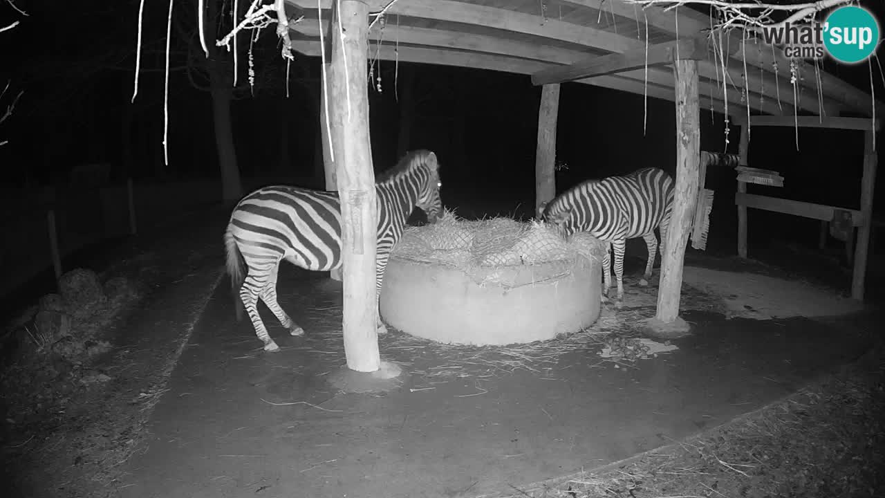 Le Zebre nello ZOO di Ljubljana – Slovenia Live webcam