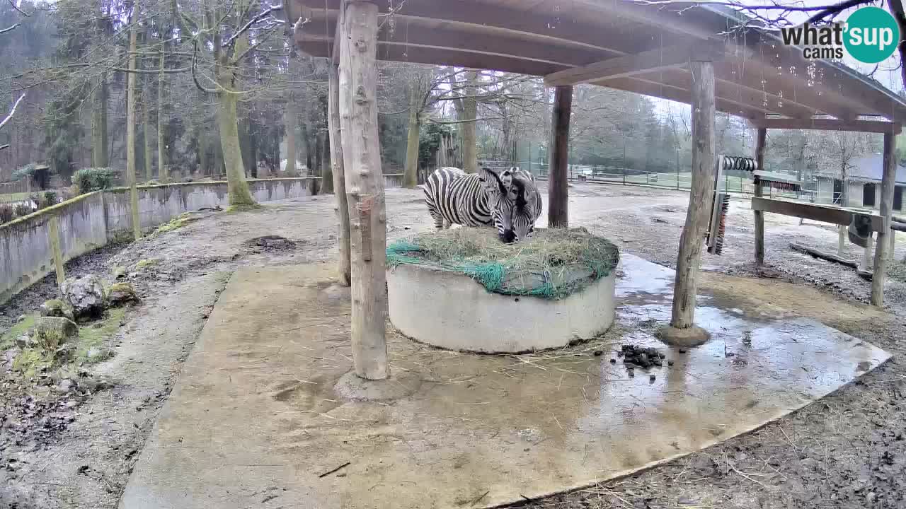 Live webcam Zebras in Ljubljana ZOO – Slovenia