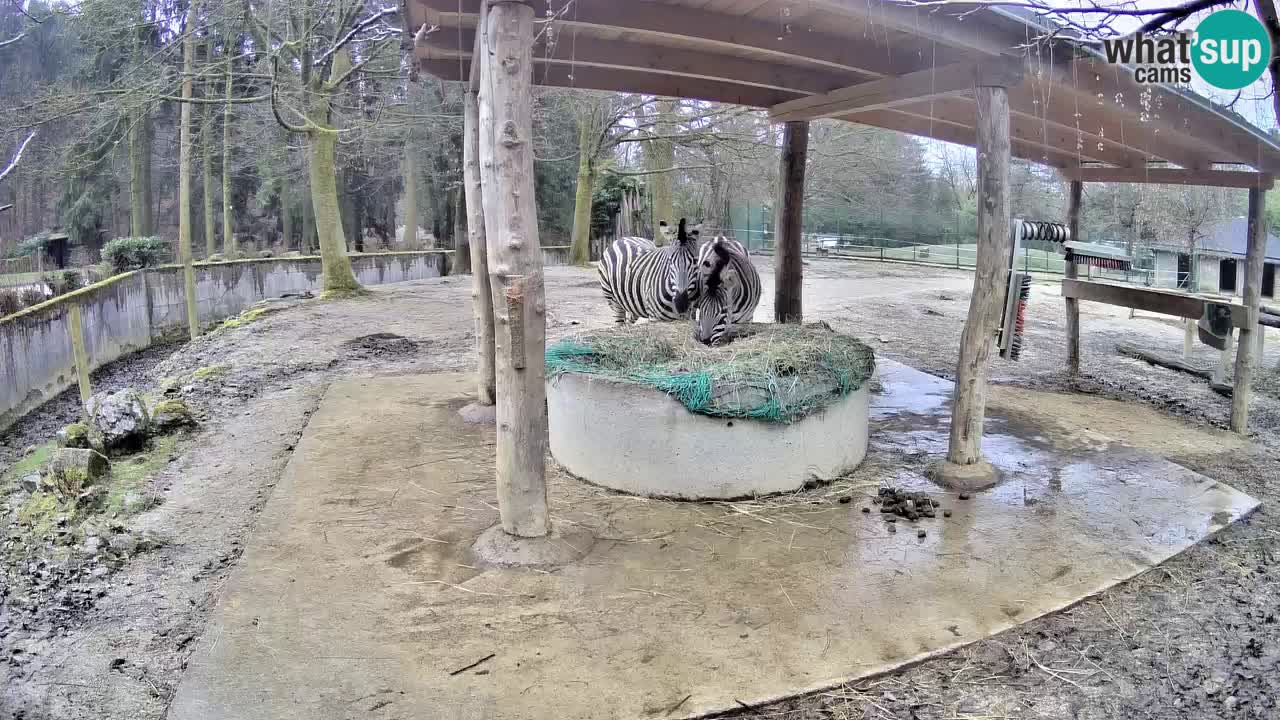 Zebre v živo v živalskem vrtu Ljubljana ZOO spletne kamere