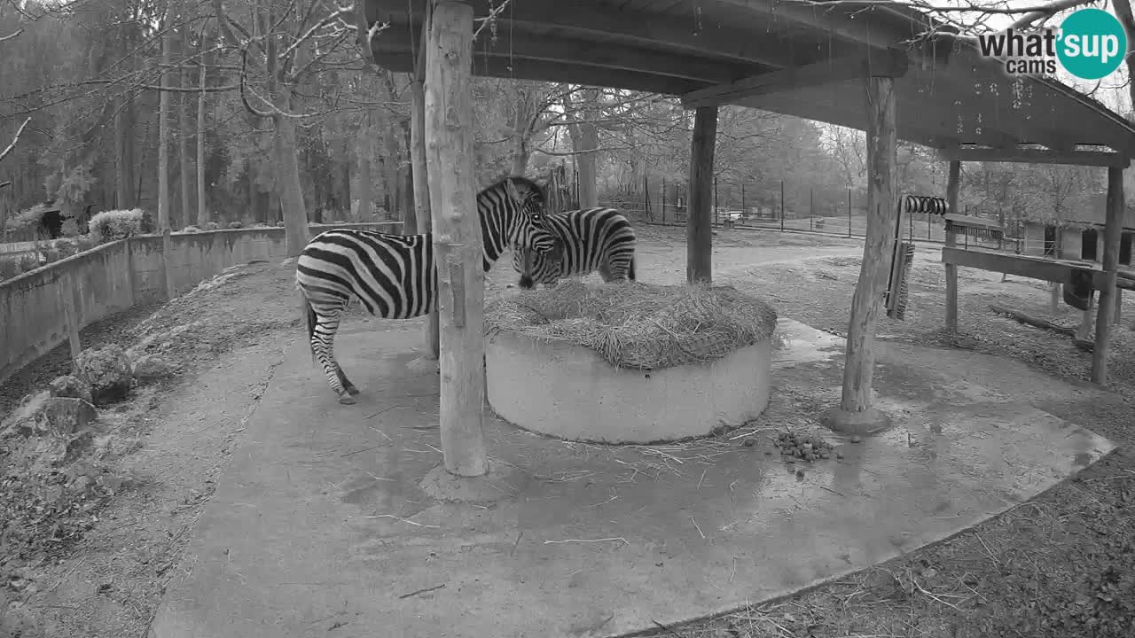 Live Webcam Zebras in Ljubljana ZOO – Slowenien