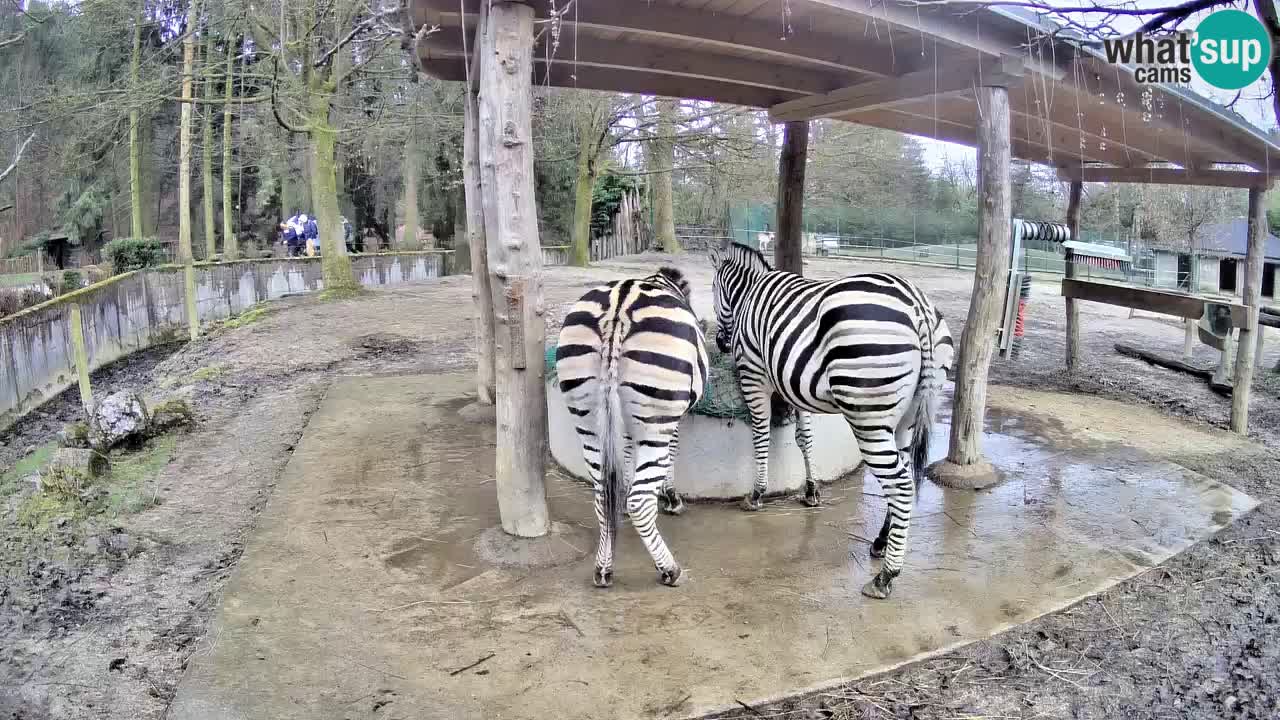 Live webcam Les zèbres in Ljubljana ZOO – Slovénie