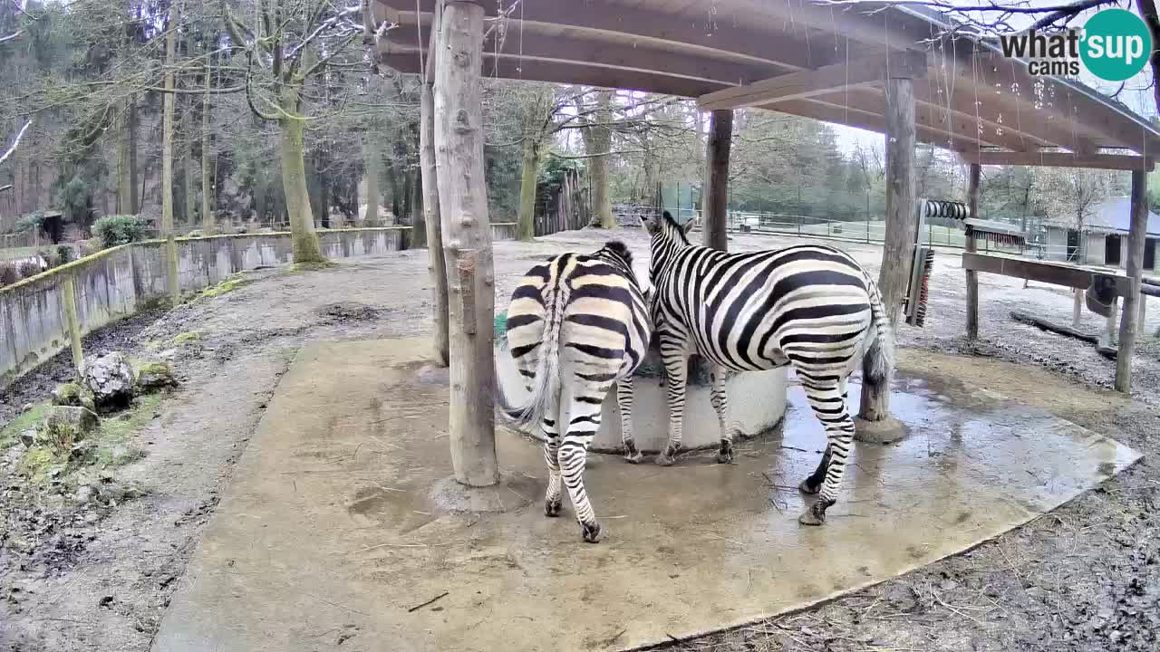 Zebre v živo v živalskem vrtu Ljubljana ZOO spletne kamere