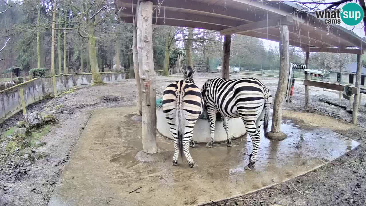 Camera en vivo Cebras in Ljubljana ZOO – Eslovenia