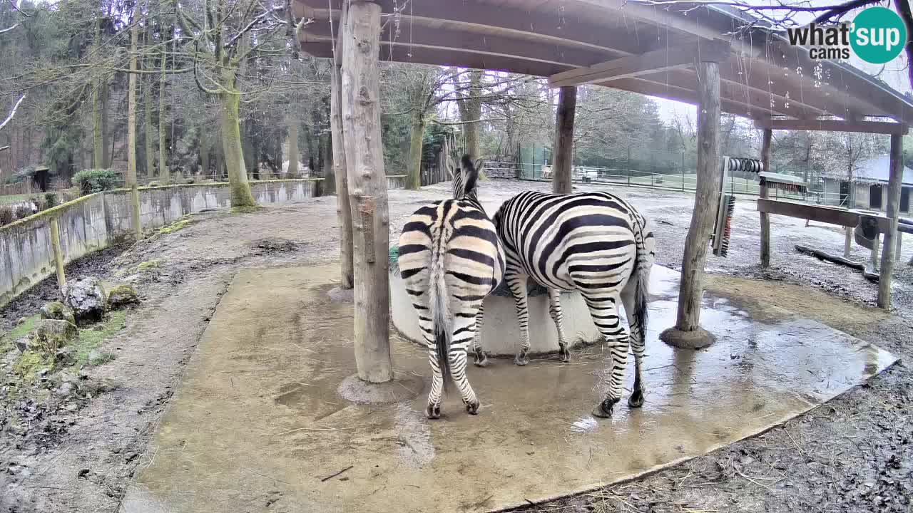 Live webcam Zebras in Ljubljana ZOO – Slovenia