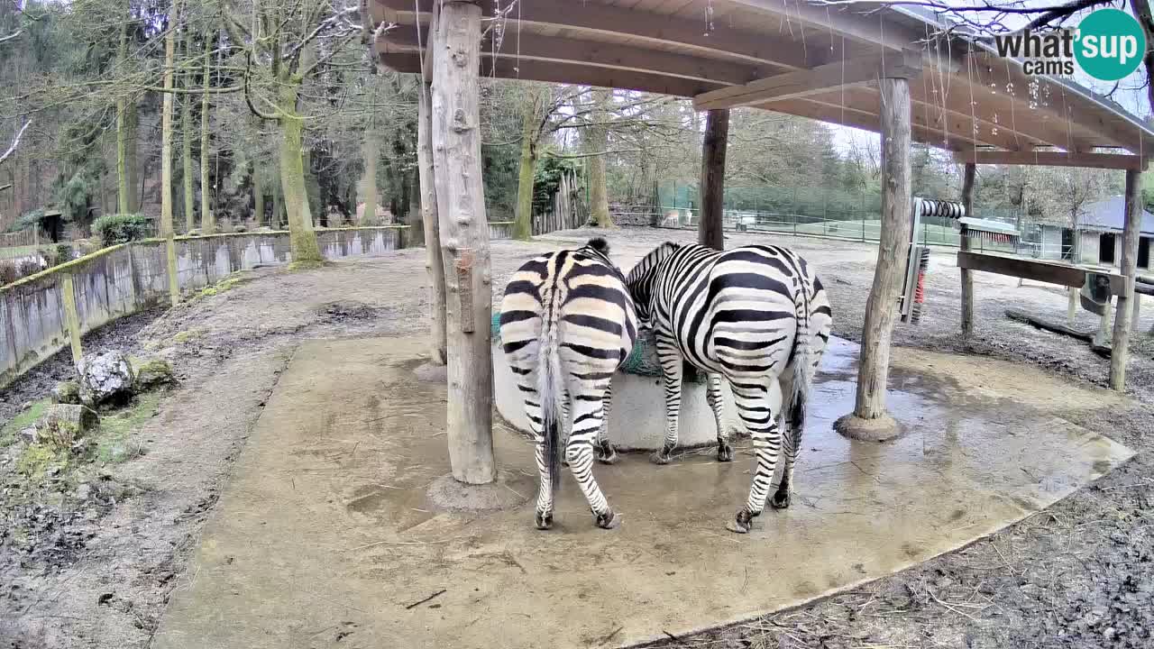 Le Zebre nello ZOO di Ljubljana – Slovenia Live webcam