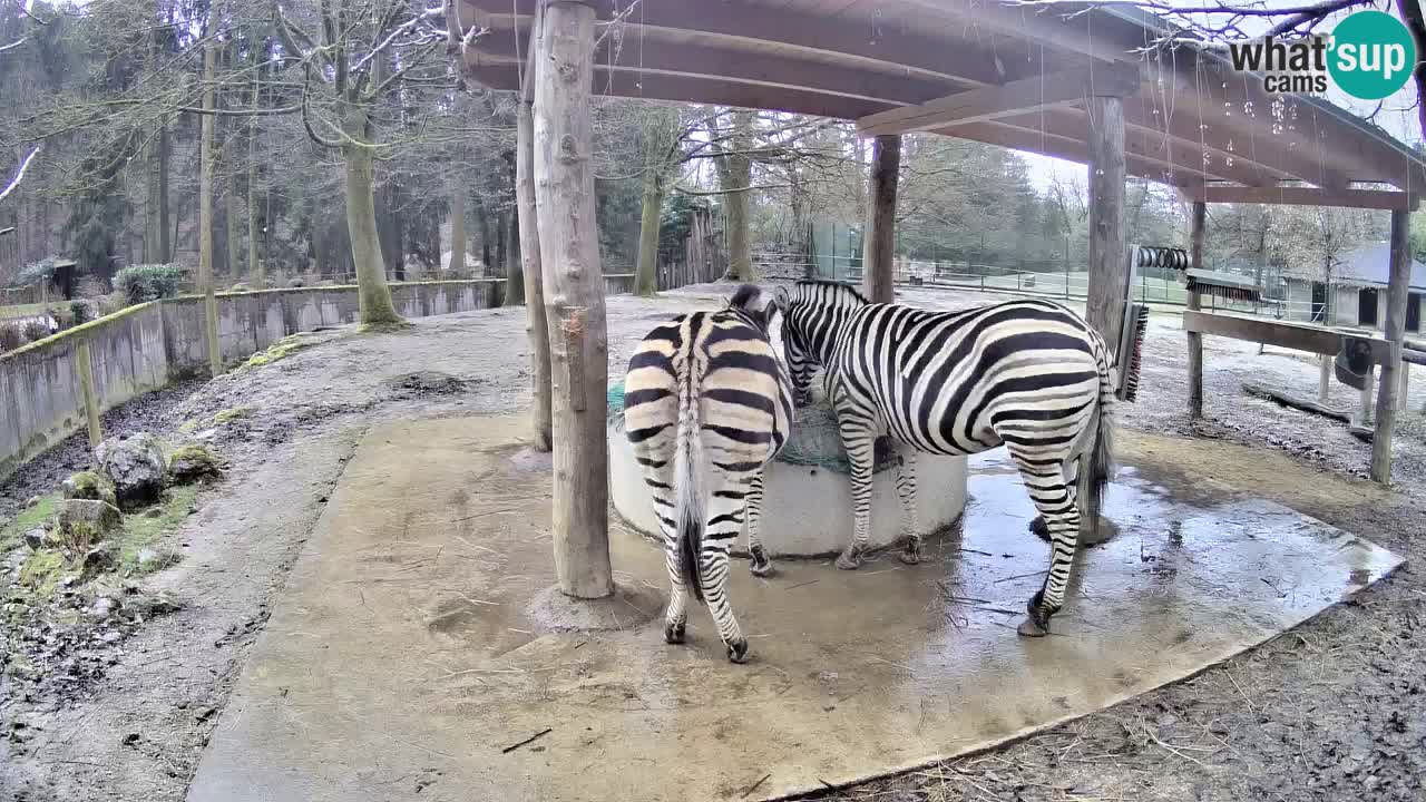 Live webcam Les zèbres in Ljubljana ZOO – Slovénie