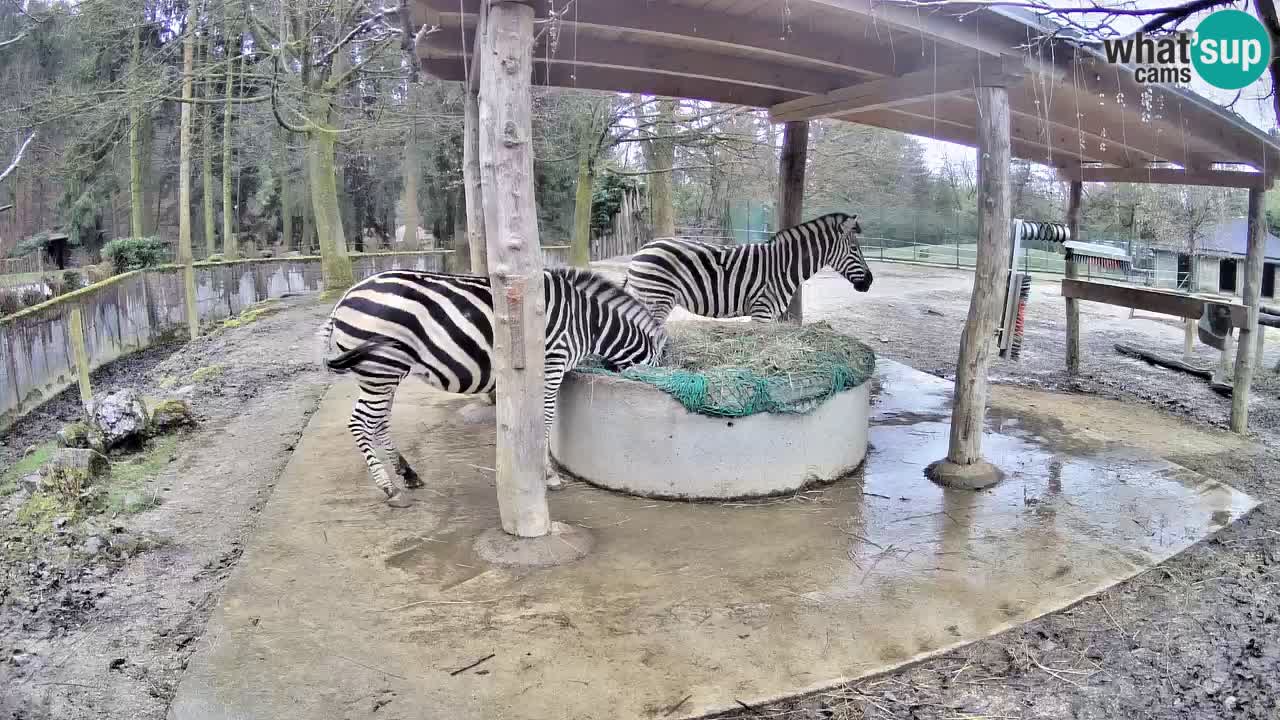 Live webcam Les zèbres in Ljubljana ZOO – Slovénie