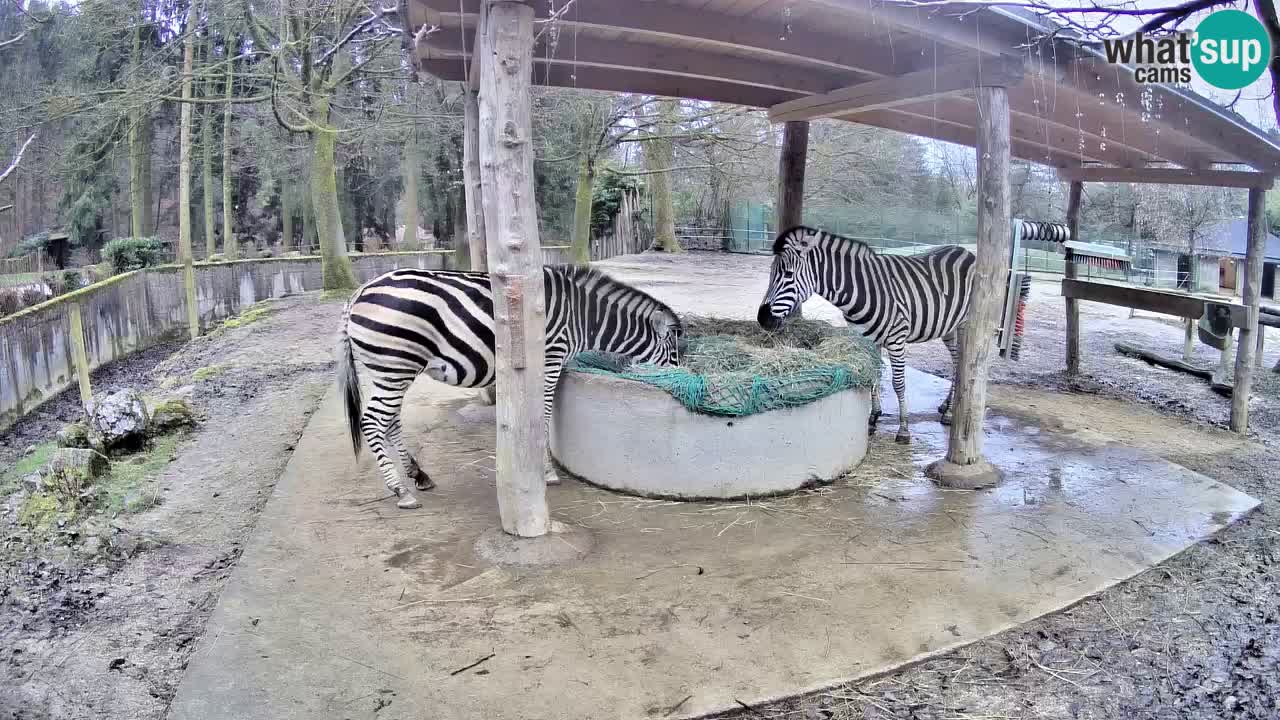 Live Webcam Zebras in Ljubljana ZOO – Slowenien