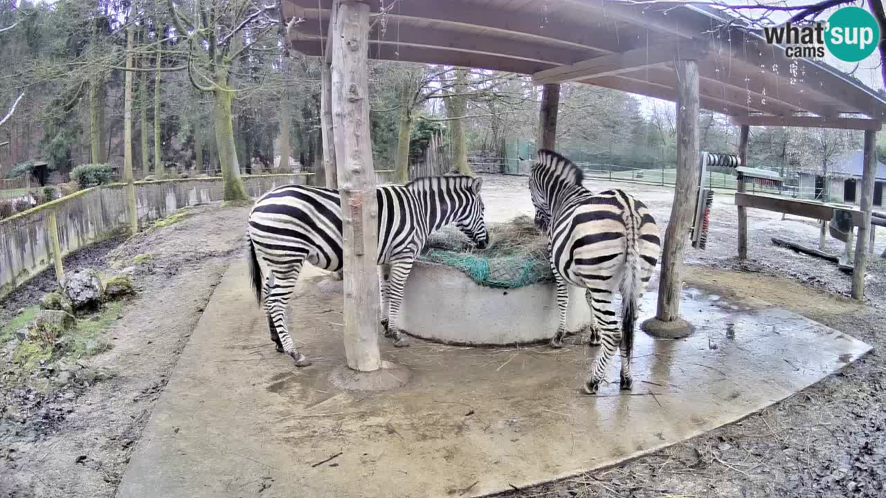 Web kamera uživo Zebras u ZOO Ljubljana – Slovenija