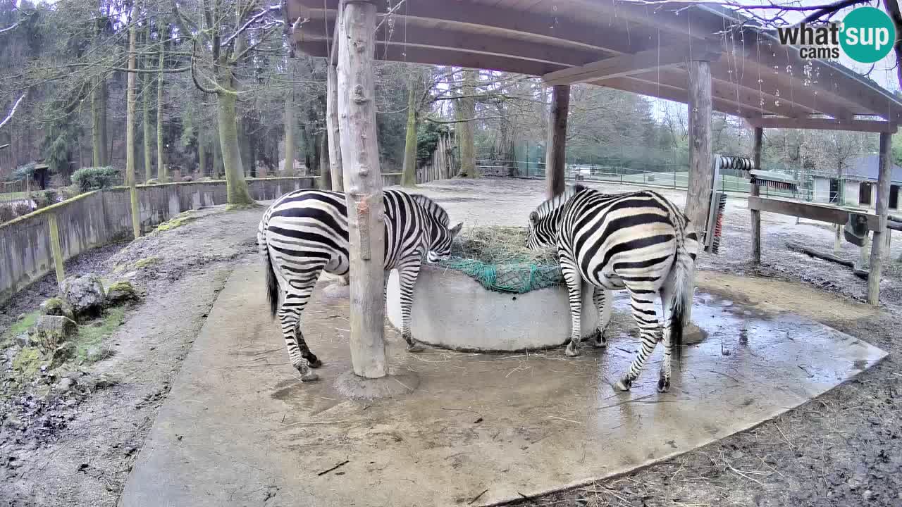 Le Zebre nello ZOO di Ljubljana – Slovenia Live webcam