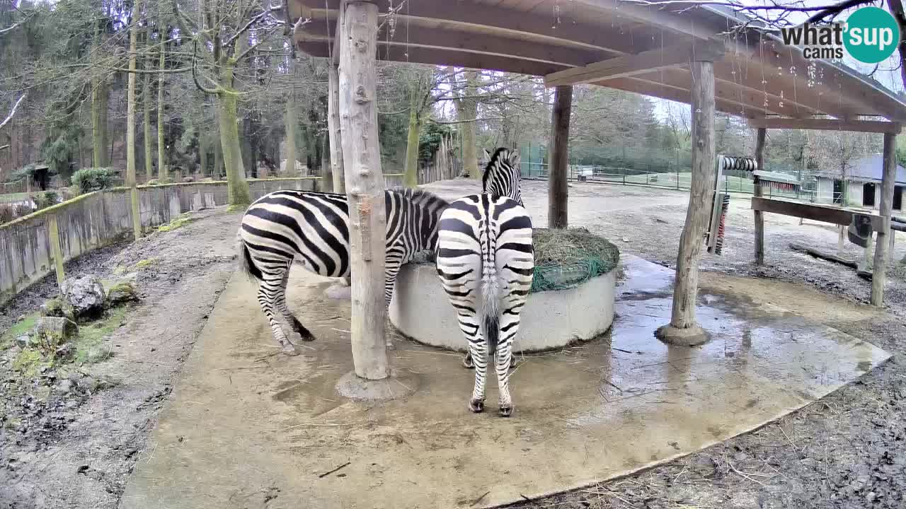 Web kamera uživo Zebras u ZOO Ljubljana – Slovenija