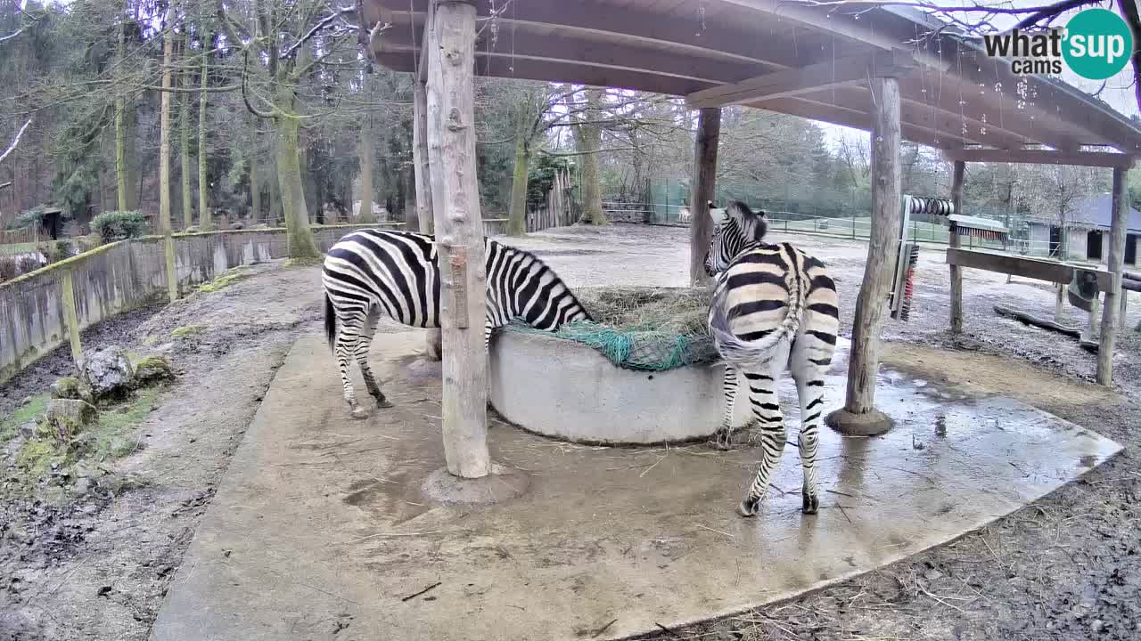 Camera en vivo Cebras in Ljubljana ZOO – Eslovenia