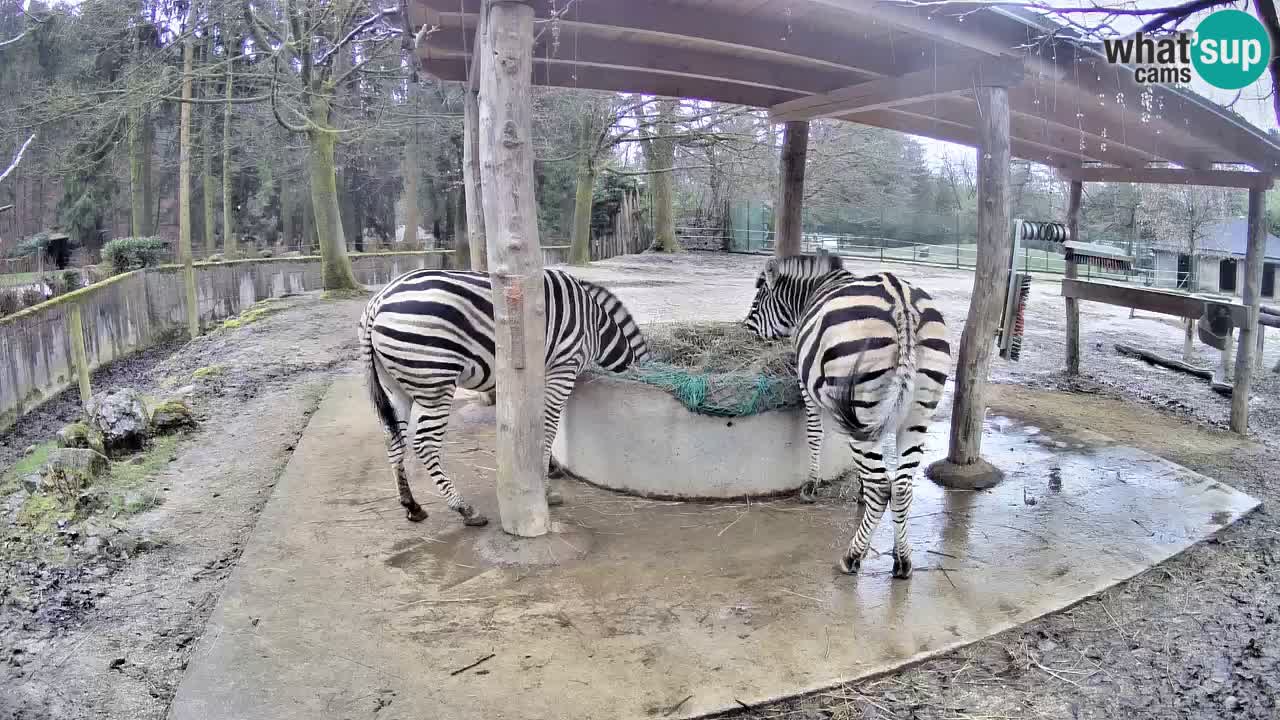 Live webcam Les zèbres in Ljubljana ZOO – Slovénie