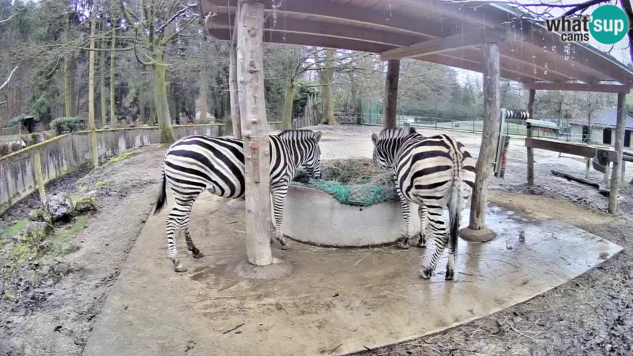 Le Zebre nello ZOO di Ljubljana – Slovenia Live webcam