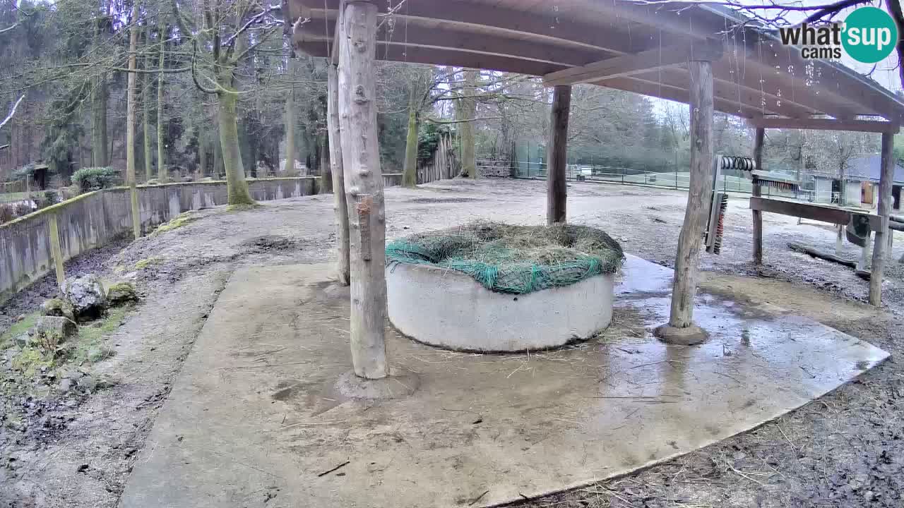 Camera en vivo Cebras in Ljubljana ZOO – Eslovenia