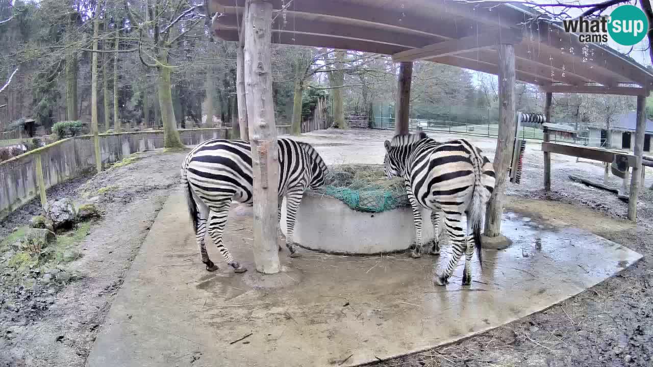 Web kamera uživo Zebras u ZOO Ljubljana – Slovenija