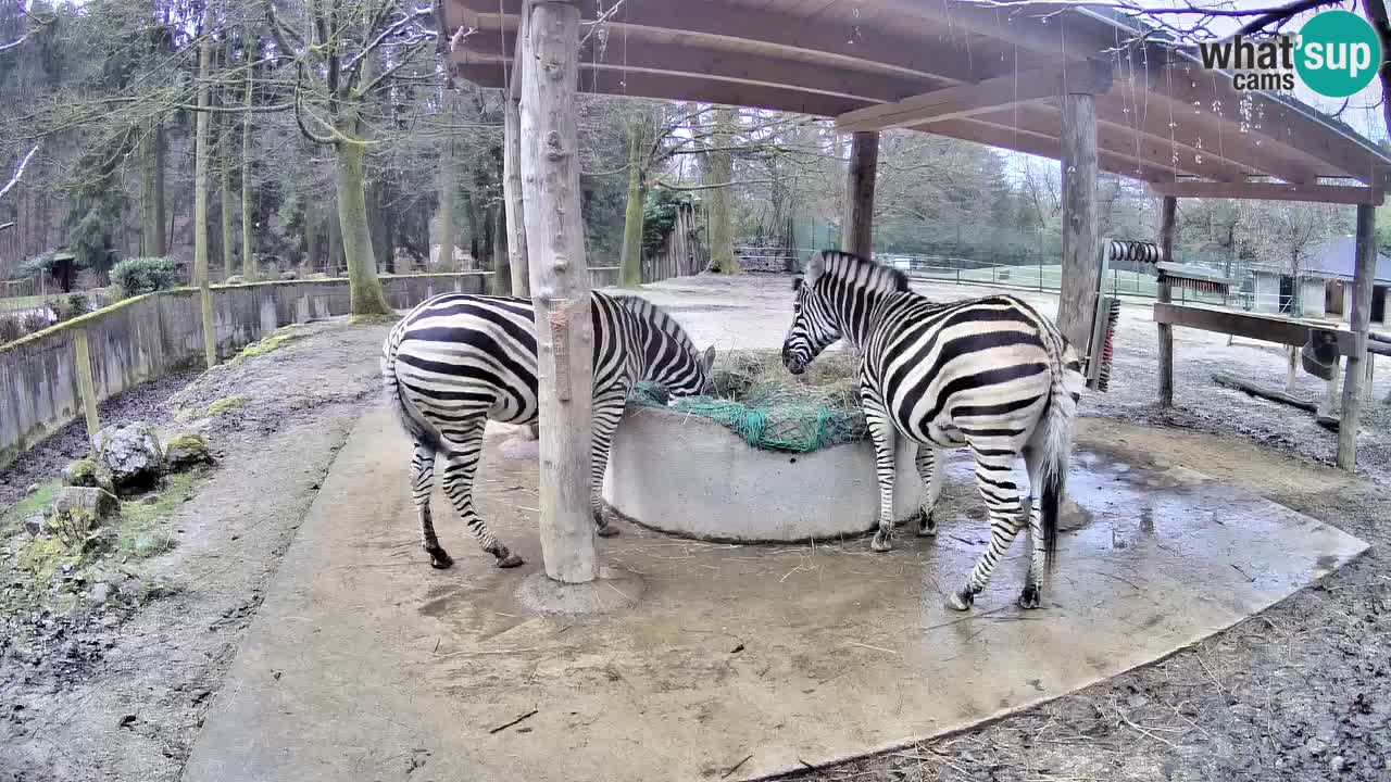 Live webcam Les zèbres in Ljubljana ZOO – Slovénie