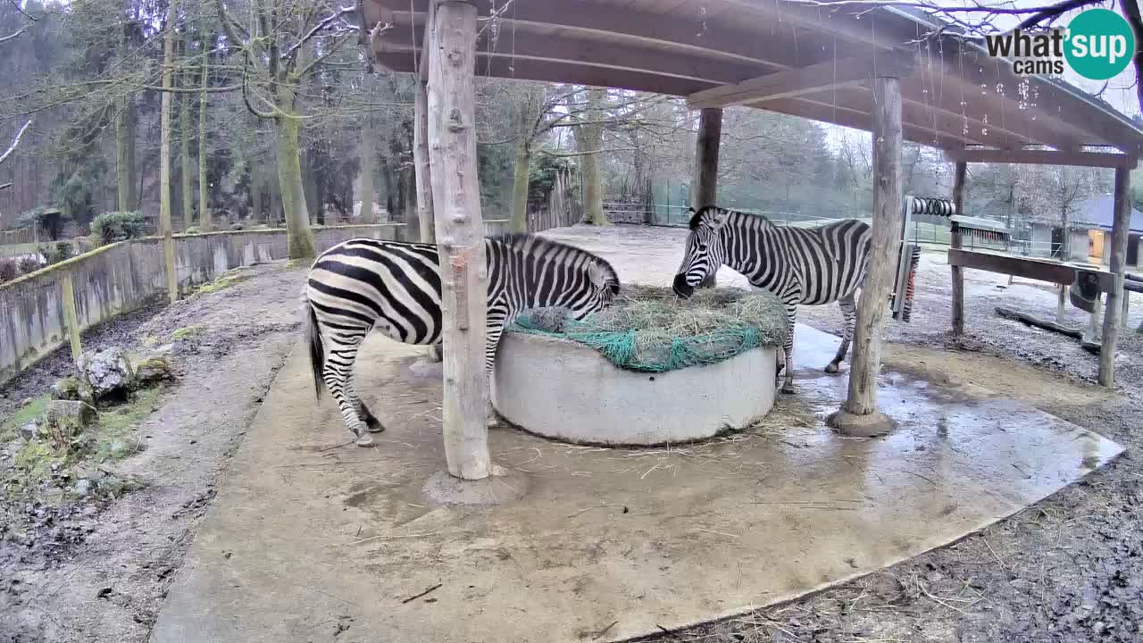 Le Zebre nello ZOO di Ljubljana – Slovenia Live webcam