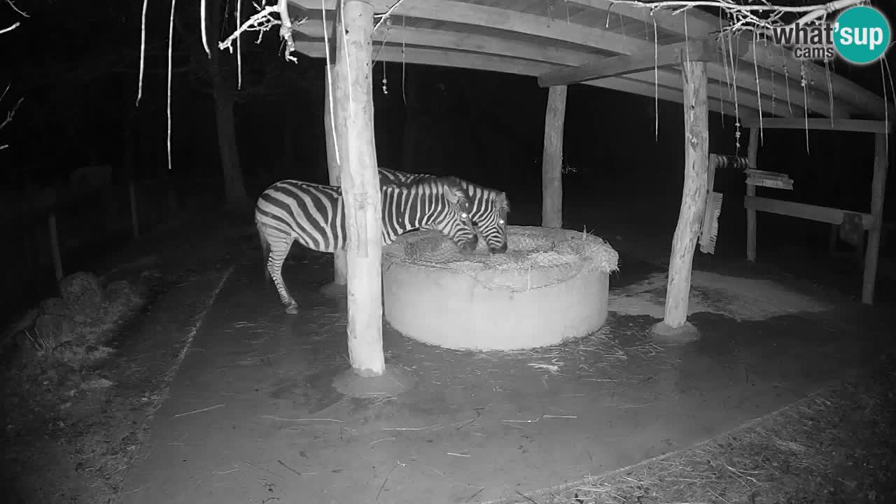 Live webcam Zebras in Ljubljana ZOO – Slovenia