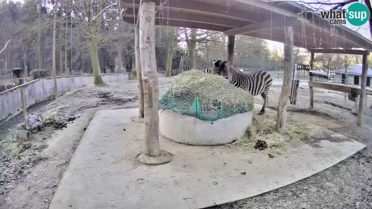 Live Webcam Zebras in Ljubljana ZOO – Slowenien