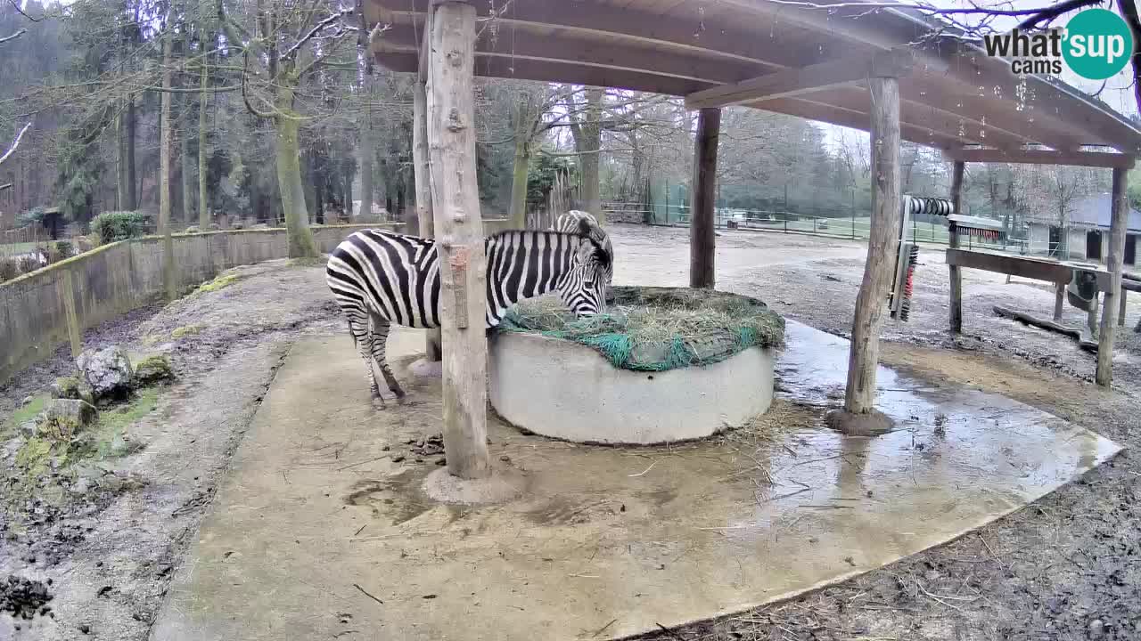 Zebre v živo v živalskem vrtu Ljubljana ZOO spletne kamere