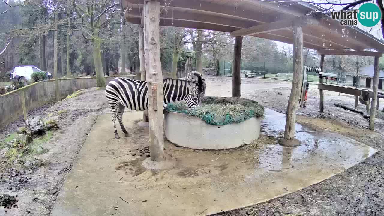 Live webcam Les zèbres in Ljubljana ZOO – Slovénie