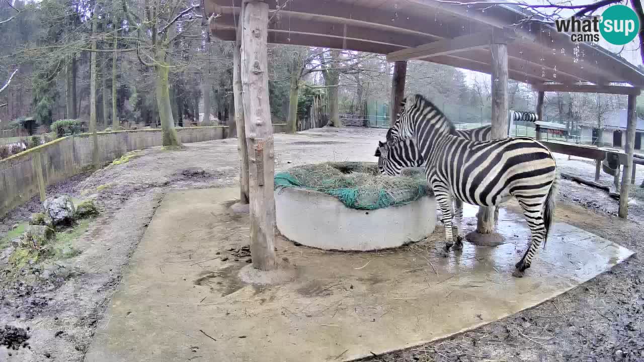 Le Zebre nello ZOO di Ljubljana – Slovenia Live webcam