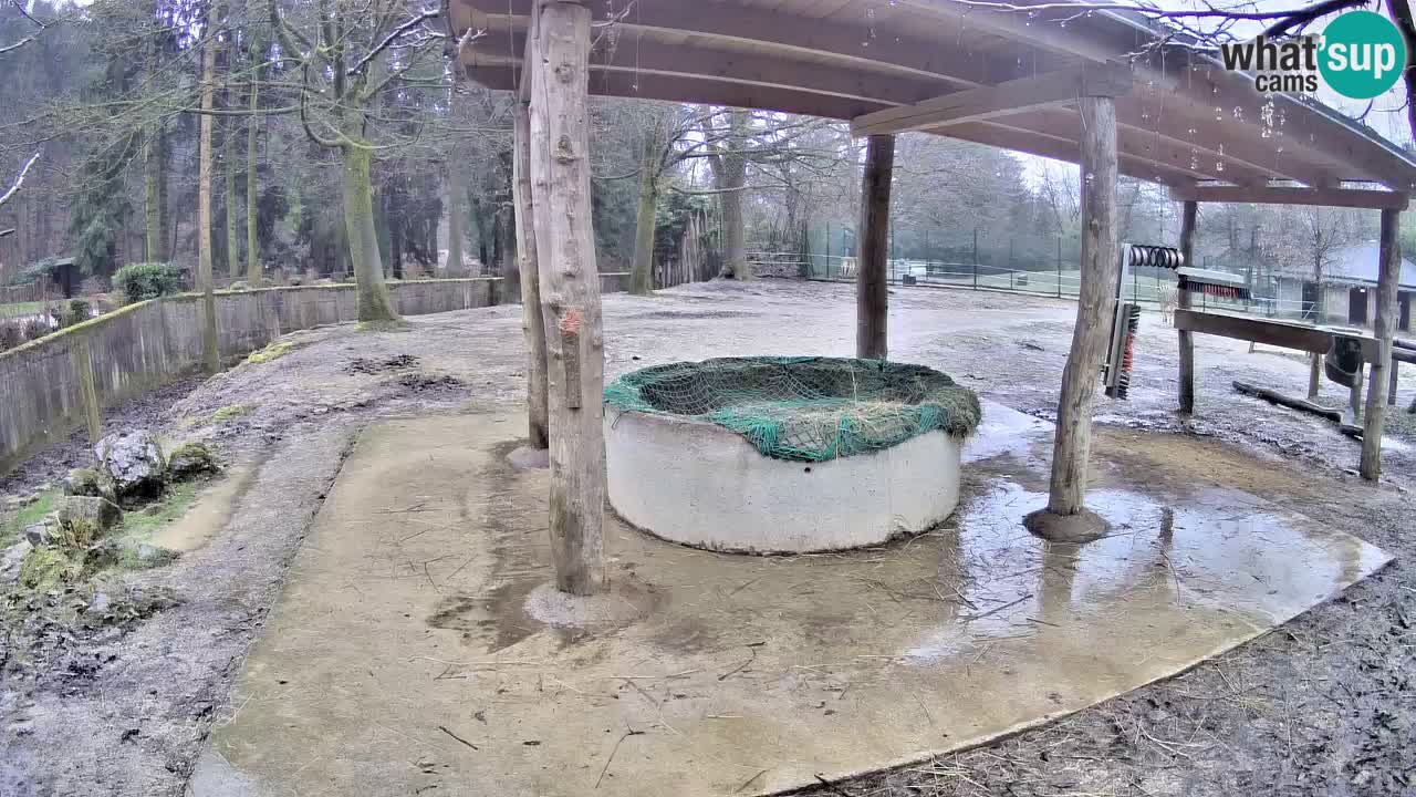 Live webcam Les zèbres in Ljubljana ZOO – Slovénie