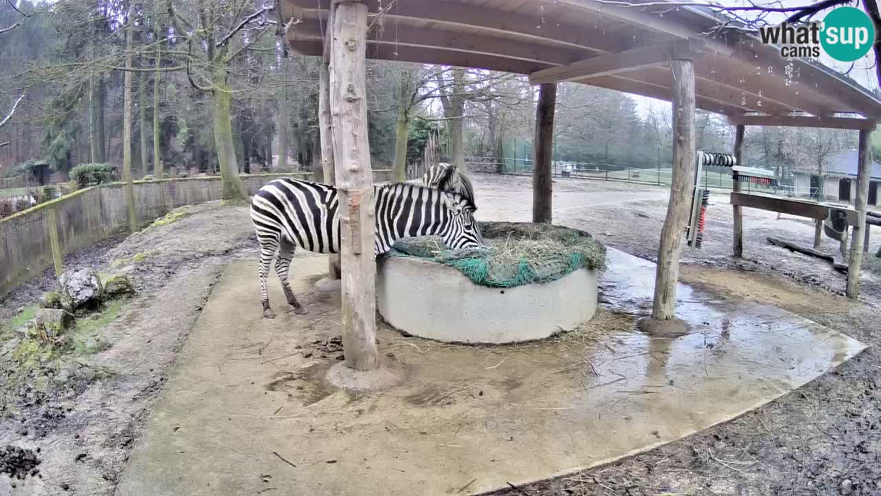 Zebre v živo v živalskem vrtu Ljubljana ZOO spletne kamere