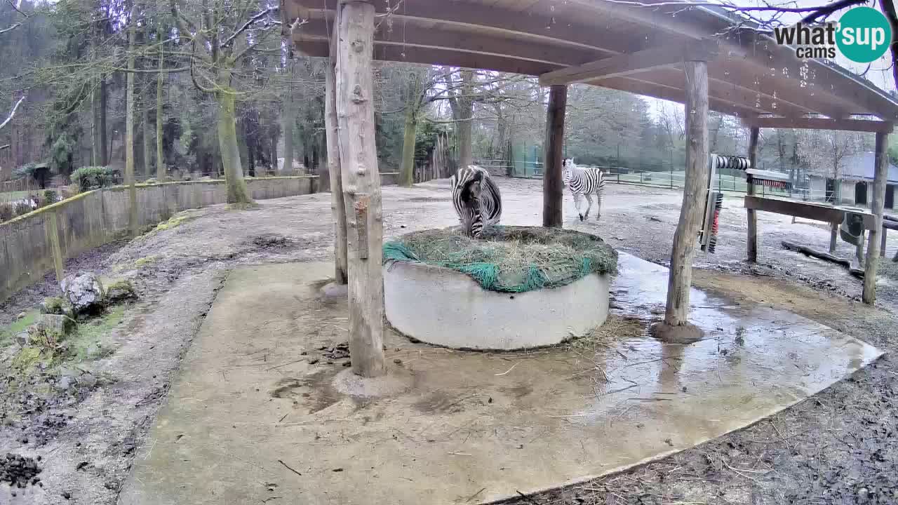 Live webcam Les zèbres in Ljubljana ZOO – Slovénie