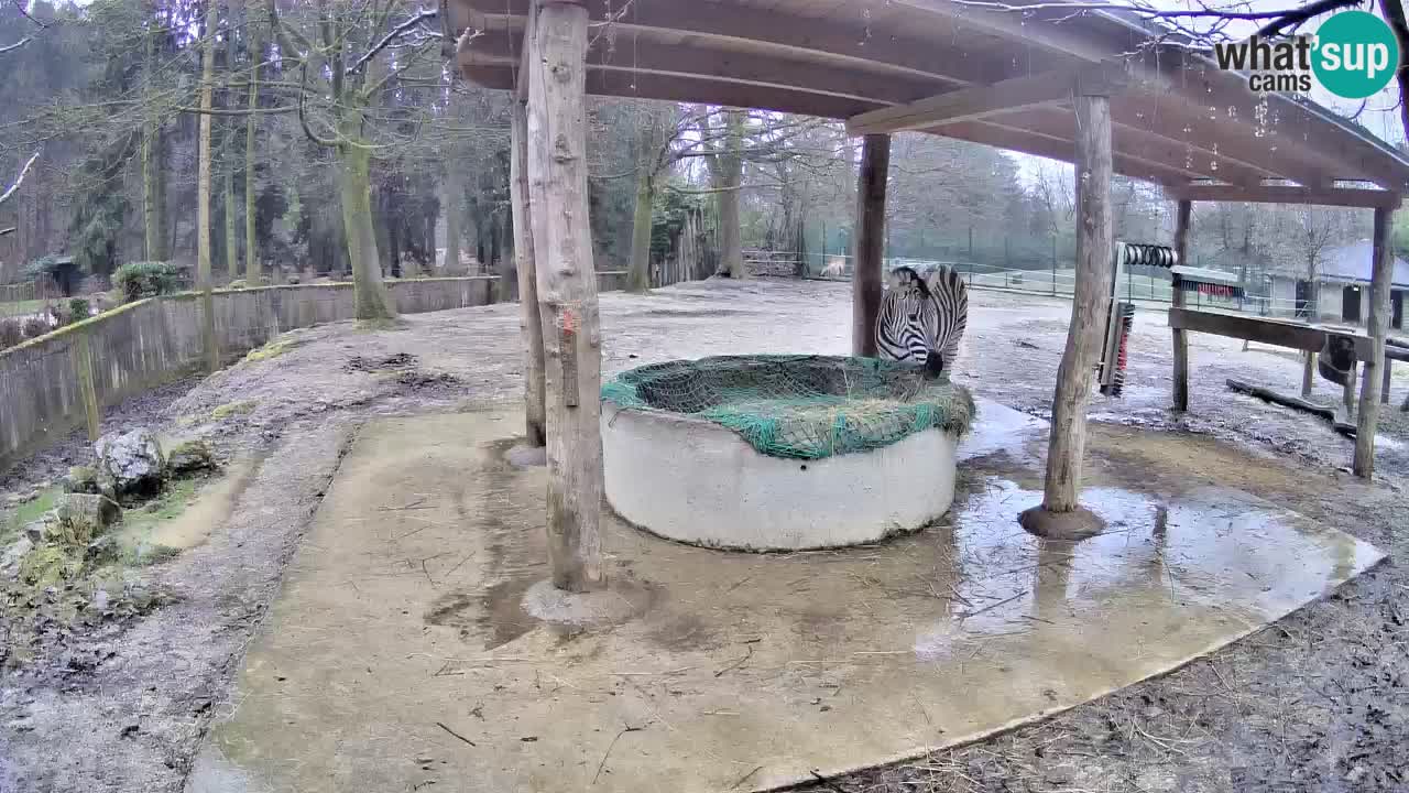 Live webcam Les zèbres in Ljubljana ZOO – Slovénie