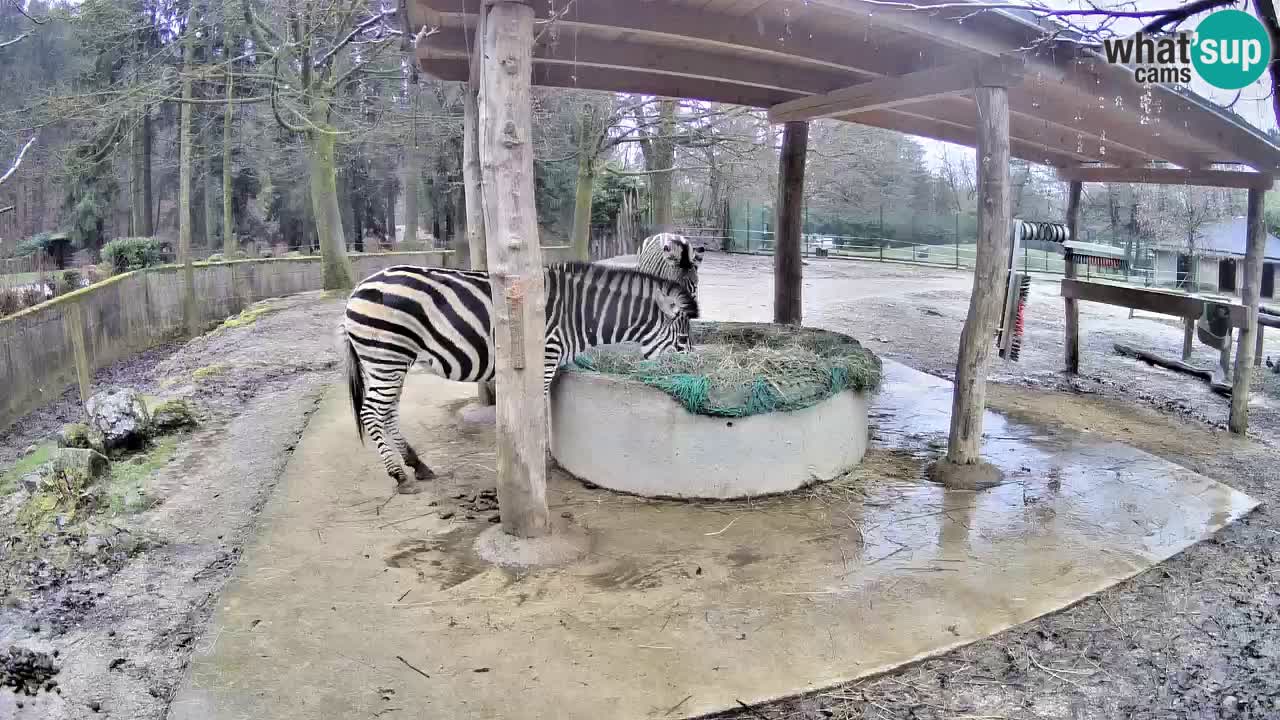 Live webcam Zebras in Ljubljana ZOO – Slovenia