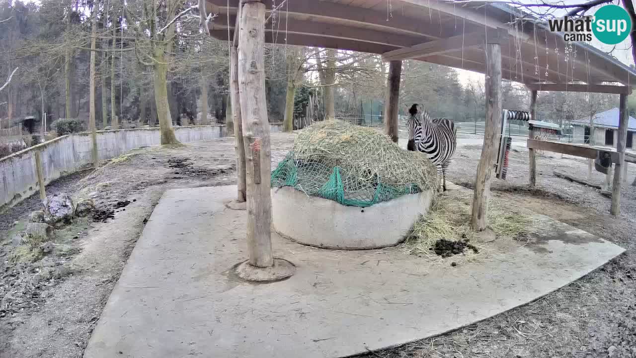 Live webcam Zebras in Ljubljana ZOO – Slovenia