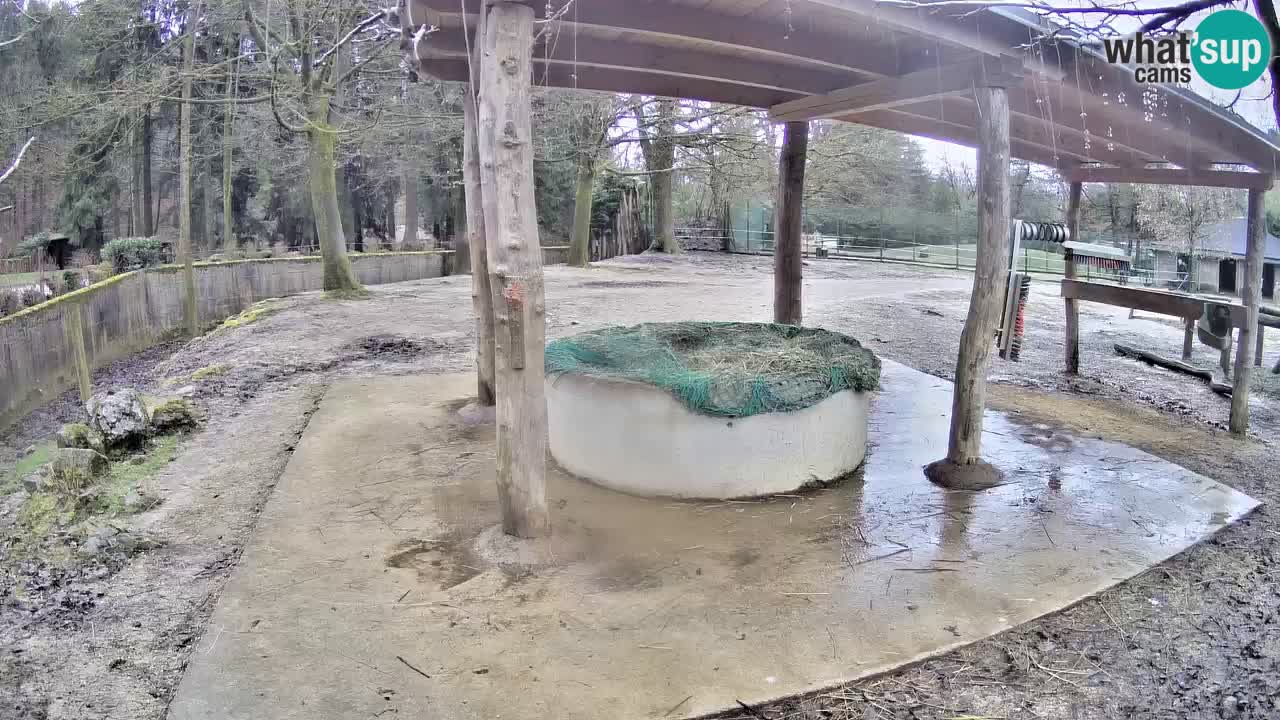 Live Webcam Zebras in Ljubljana ZOO – Slowenien