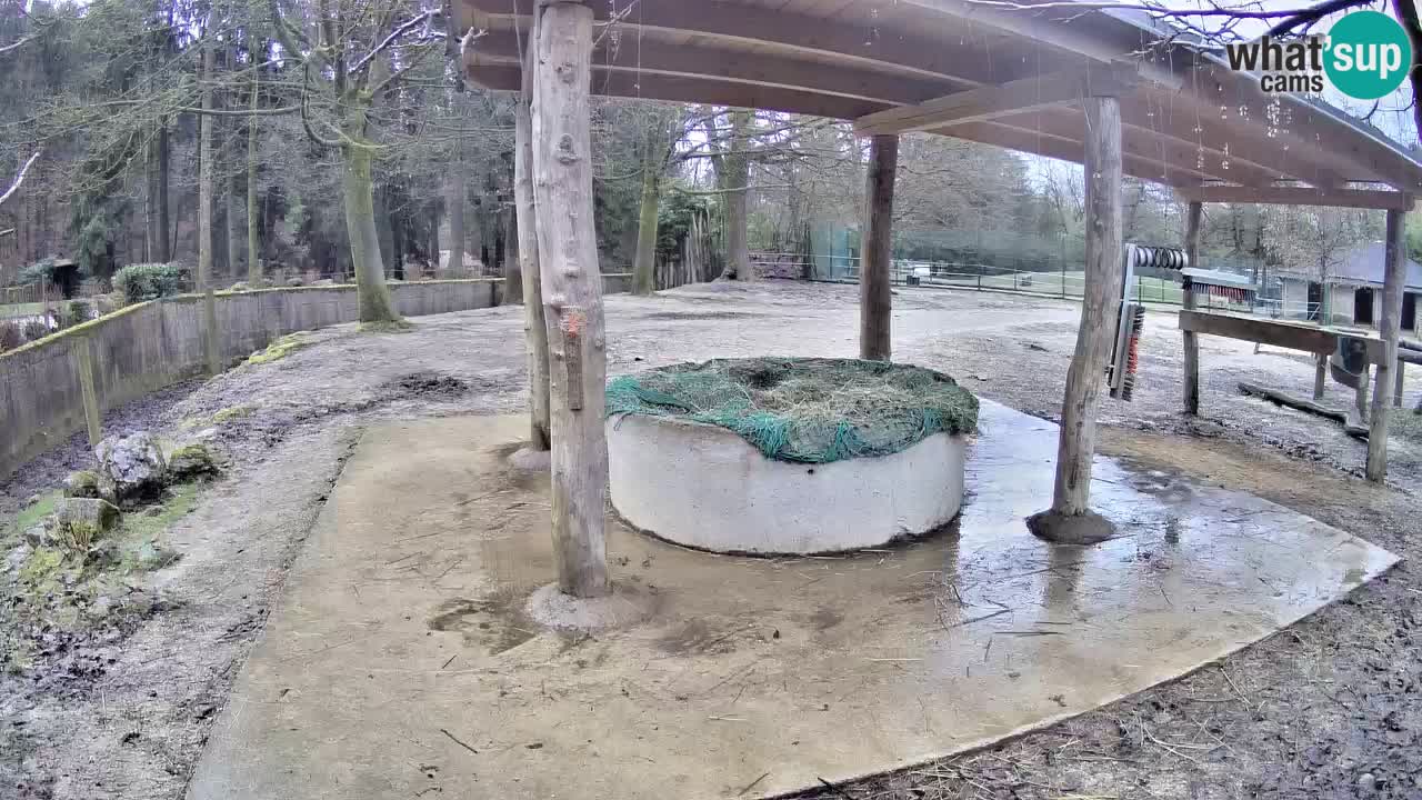 Live webcam Zebras in Ljubljana ZOO – Slovenia