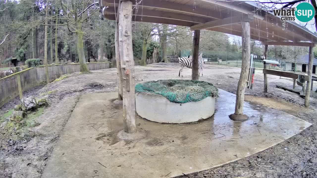 Zebre v živo v živalskem vrtu Ljubljana ZOO spletne kamere