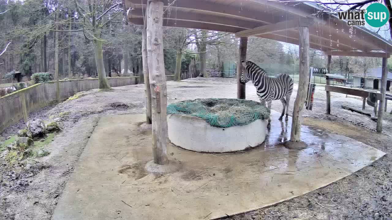 Live webcam Les zèbres in Ljubljana ZOO – Slovénie