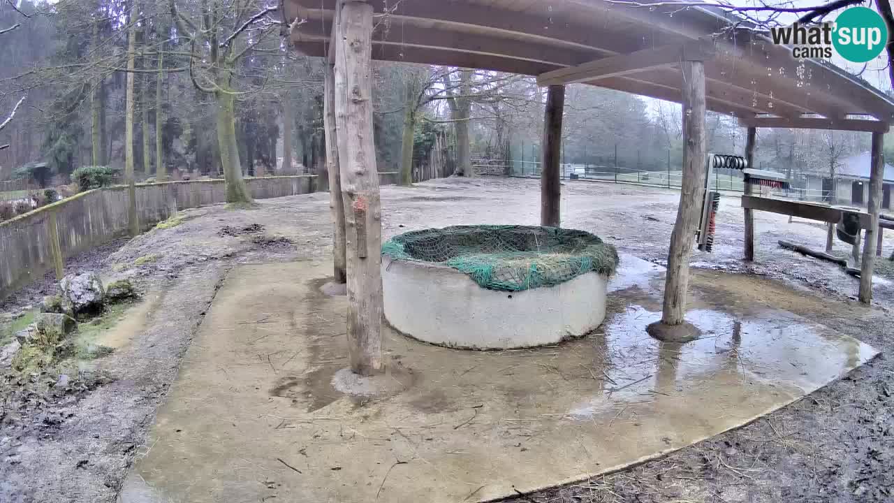 Live webcam Les zèbres in Ljubljana ZOO – Slovénie