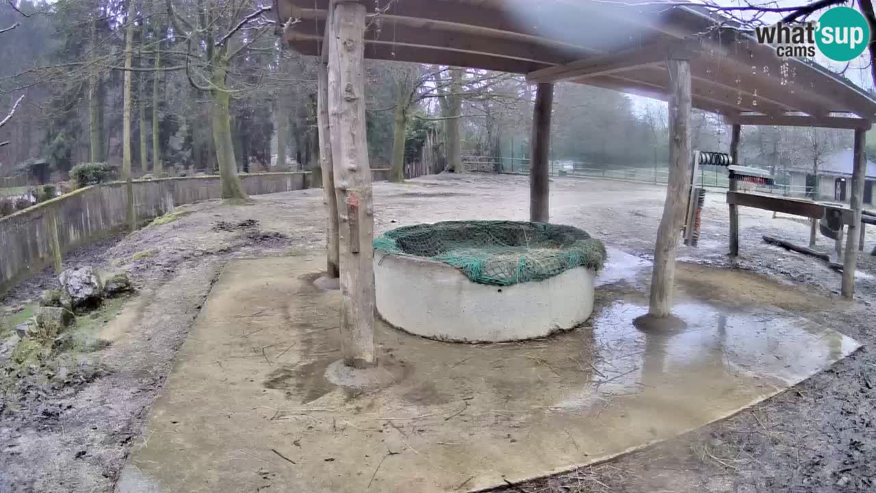 Zebre v živo v živalskem vrtu Ljubljana ZOO spletne kamere