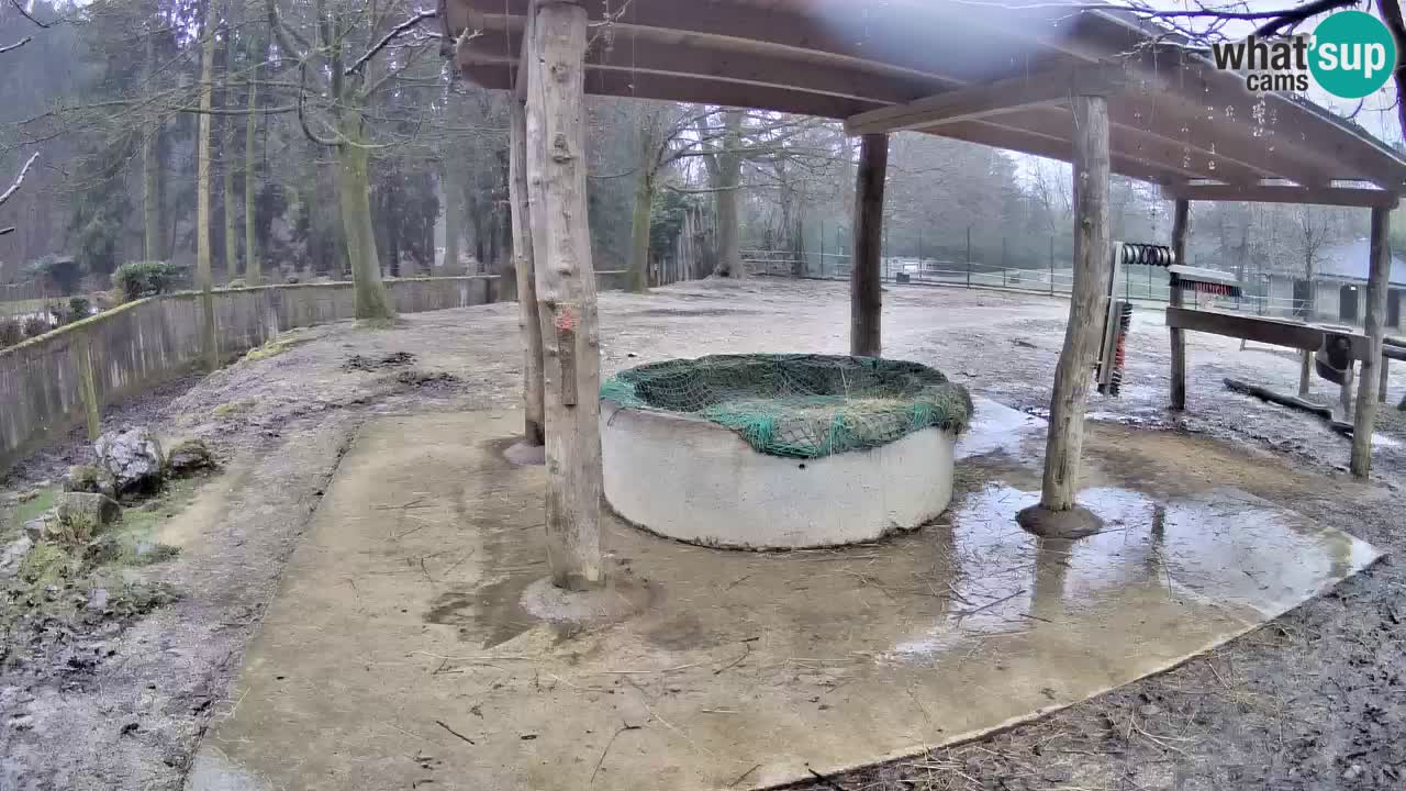 Zebre v živo v živalskem vrtu Ljubljana ZOO spletne kamere