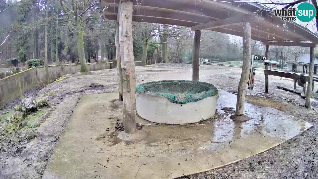 Le Zebre nello ZOO di Ljubljana – Slovenia Live webcam