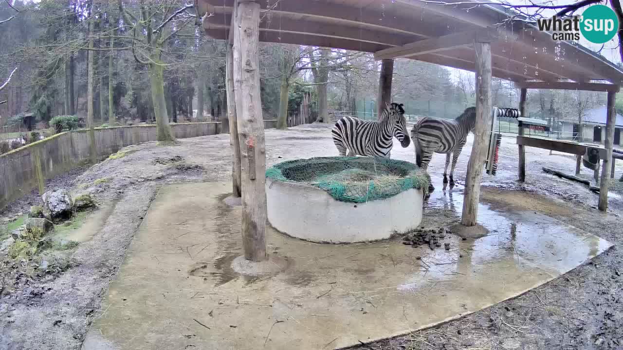 Le Zebre nello ZOO di Ljubljana – Slovenia Live webcam