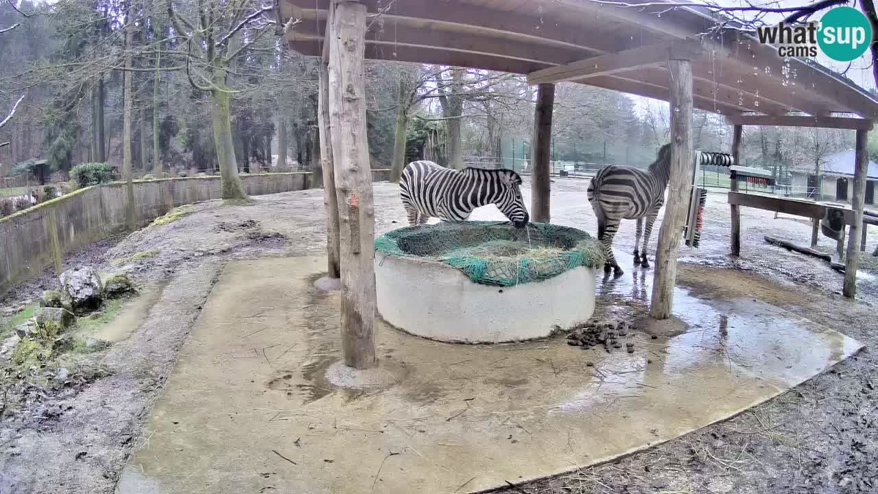 Le Zebre nello ZOO di Ljubljana – Slovenia Live webcam